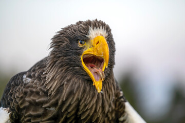 A Kamchatka eagle flies pasture around a falconer.