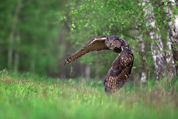 The great eagle owl flies among the trees.