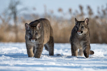 Puma walks on a snowy pasture.