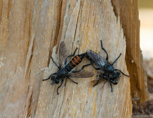 Mating robber flies on wood