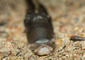 Closeup of ash-black slug, Limax cinereoniger facing the camera
