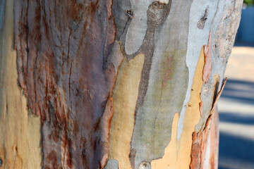 close up of eucalyptus tree