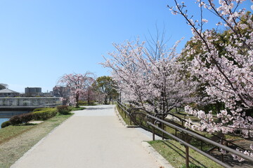 宇部市にある真締川沿いの桜並木