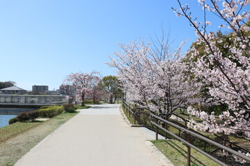 宇部市にある真締川沿いの桜並木