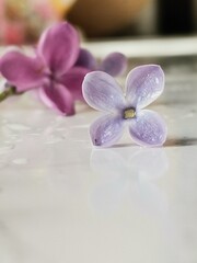 orchid and stones on a wooden table