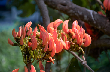 Vibrant red flowers of Butea monosperma (popularly known as 'palash'), a deciduous tree native to...
