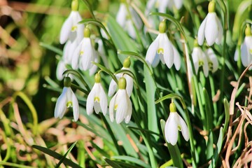 Schneegl&ouml;ckchen in einem Garten im Fr&uuml;hling