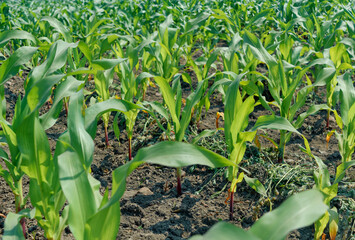 Agricultural fields of young maize plants in the eastern fringe of Kolkata at Dhapa dumping ground, where 'garbage farming' is encouraged.