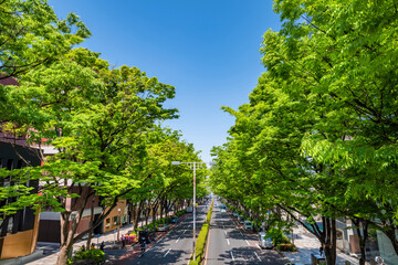 新緑の表参道の風景・陽光で輝くケヤキ並木