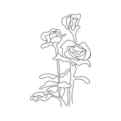 Black line art rose.  Rose hand drawn flower. Hand drawn rose flower