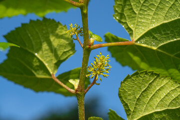 not stretching the inflorescence,Flowering vine on the way to grape.