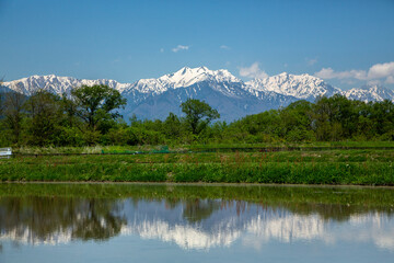 大町市の田んぼに映る初夏の北アルプス 爺ヶ岳
