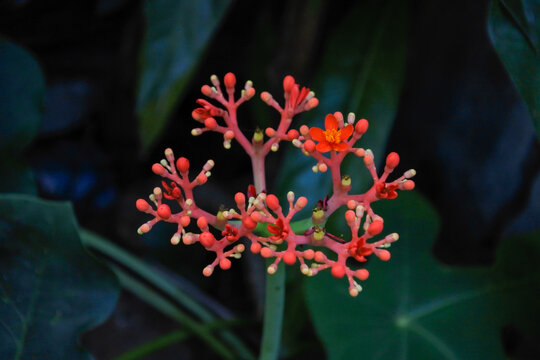 fiery red flower in bloom and still in bud from Bottle-euphorbia plant or Goutstalk nettlespurge or Bhudda belly plant (Jatropha podagrica) on dark background