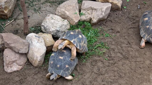 Madagascar tortoise (Pyxis arachnoides). Tortoises are resting