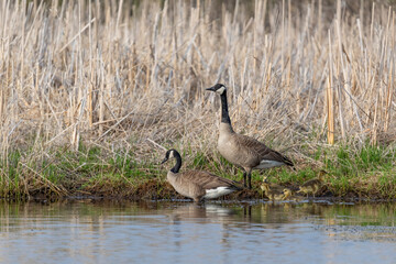 Canadian geese (Branta canadensis) with goslings in state conservation area