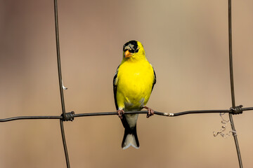 The American goldfinch (Spinus tristis). Male American goldfinch in spring plumage.