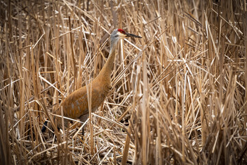 The sandhill crane (Antigone canadensis) near the nest Natural scene from Wisconsin during nesting