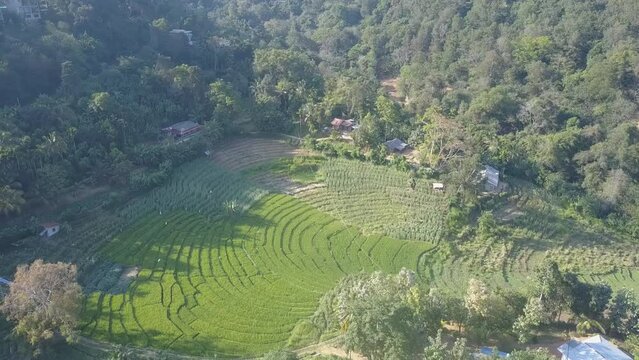 Large plantation with stepped rice terraces surrounded by tropical jungle in Ella. Wild nature and agriculture in exotic Sri Lanka aerial view