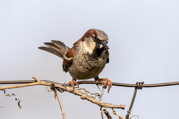 The house sparrow (Passer domesticus) sitting on a fence