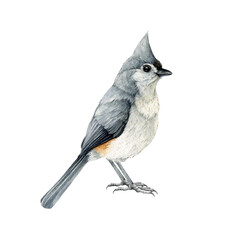 Tufted titmouse bird watercolor illustration. Native North American avian. Baeolophus bicolor tiny bird. Hand drawn realistic titmouse. Wildlife forest and backyard songbird. White background © anitapol