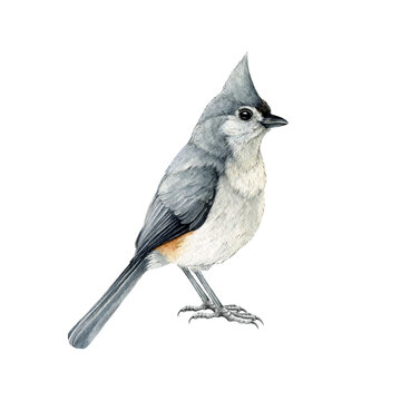Tufted titmouse bird watercolor illustration. Native North American avian. Baeolophus bicolor tiny bird. Hand drawn realistic titmouse. Wildlife forest and backyard songbird. White background