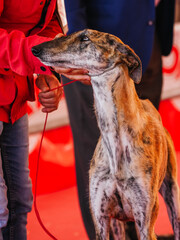 Head portrait of brindle spanish greyhound