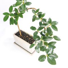 観葉植物、フィカス・ルビギノサ（フランスゴム）の葉【白背景】