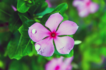 Obraz na płótnie Canvas Selective focus on the Madagascar periwinkle plant and bright eyes flowers bloomed in the garden. Beautiful catharanthus roseus, graveyard plant, old maid, pink periwinkle or rose periwinkle flowers.