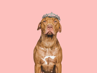 Lovable, pretty brown puppy and silver diadem. Beauty and fashion. Close-up, indoors. Day light. Concept of care, education, obedience training and raising pets © Svetlana