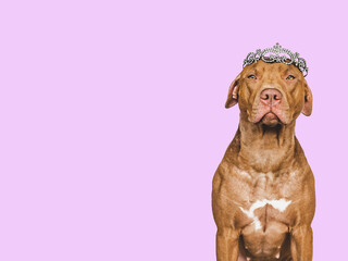 Lovable, pretty brown puppy and silver diadem. Beauty and fashion. Close-up, indoors. Day light. Concept of care, education, obedience training and raising pets © Svetlana