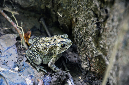 Closeup of Asian common toad amphibian animal hiding in the tree trunk. A duttaphrynus melanostictus, Asian black-spined toad, spectacled frog, sunda toad, or Javanese frog resting in the ground.
