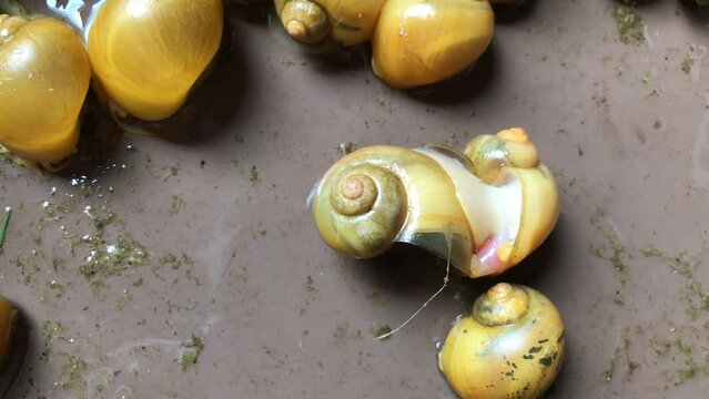 Golden apple snails are mating breeding Pomacea canaliculata