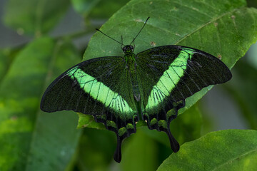 Emerald Swallowtail - Papilio palinurus, beautiful green and black butterfly from Malaysia forests.