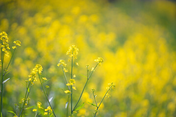Fototapeta premium 菜の花