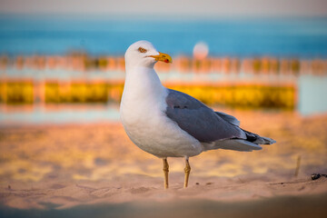 Ostseebad Kühlungsborn