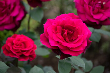薔薇
