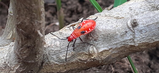 Red Cotton Stainer Insect on a Twig
