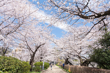 a path surrounded by cherry blossom in a Japanese park