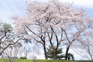 Cherry tree with cherry blossom in a Japanese garden