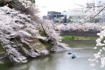 canoe and cherry blossom in japan
