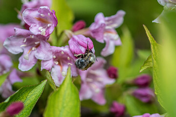 bee on pink flower