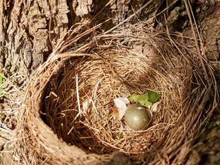 A thrush nest with eggs is left among the thickets of trees.