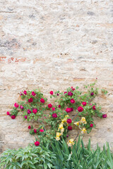 un rosier grimpant sur un vieux mur. Une fleur rose sur un vieux mur décrépi.