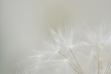 background with flying dandelion seeds close-up macro
