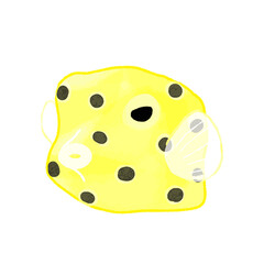 ミナミハコフグの手描き水彩風イラスト