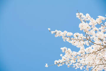 青空と見上げた桜