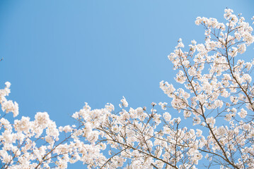 青空と見上げた桜