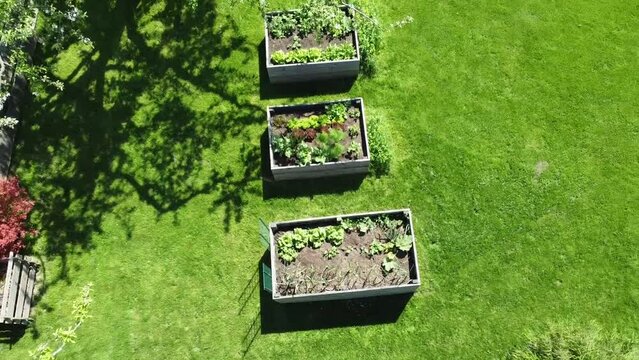 video of aerial drone top down view on stylish garden with vegetable bed surrounded by green fresh lawn and trees 