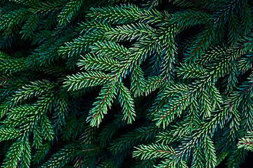beautiful green coniferous branches close-up on a dark background. blue-green coniferous texture background.