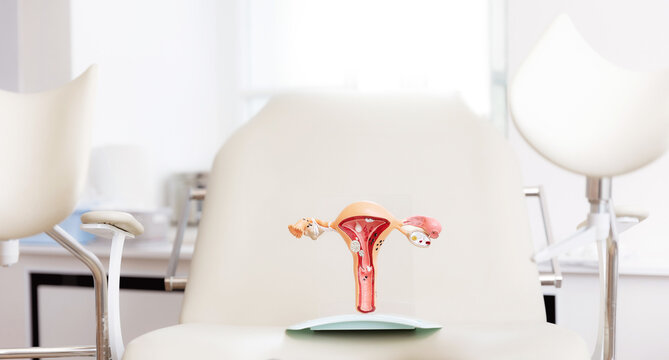 Closeup model of female reproductive system, concept consultation gynecologist medical institution, white background